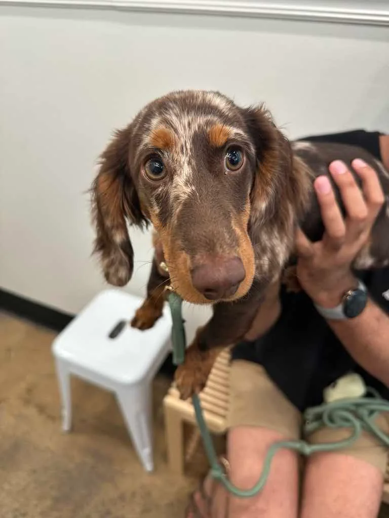 Kiwi, a speckled brown dachshund visiting Camp Cove
