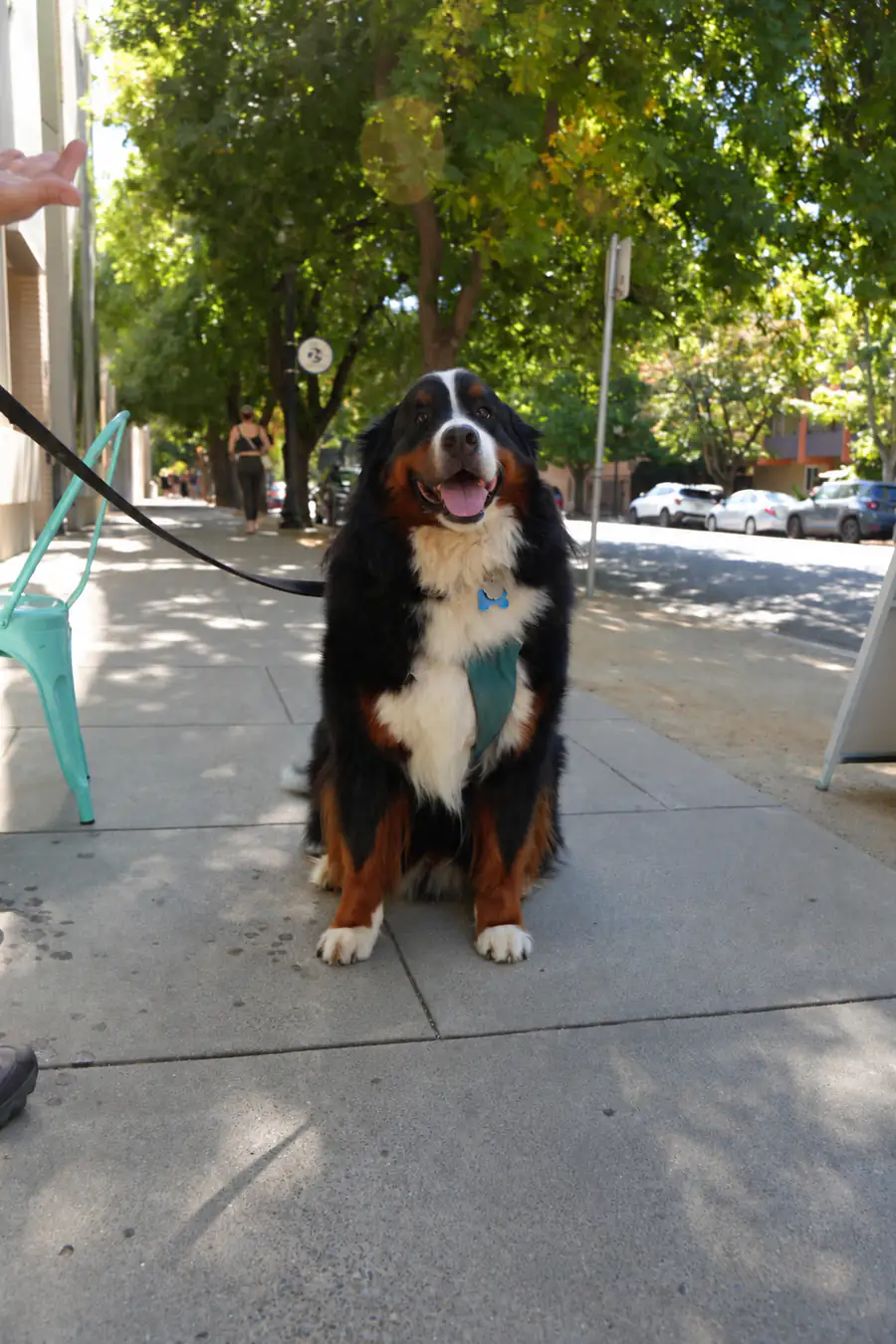 Argo sitting outside Camp Cove on O Street