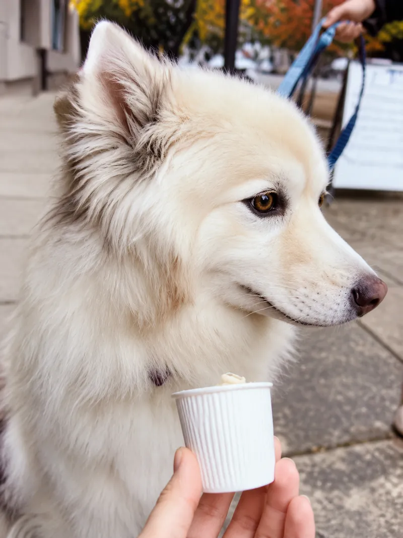 Atlas, a fluffy white dog beside a pup cup at Camp Cove