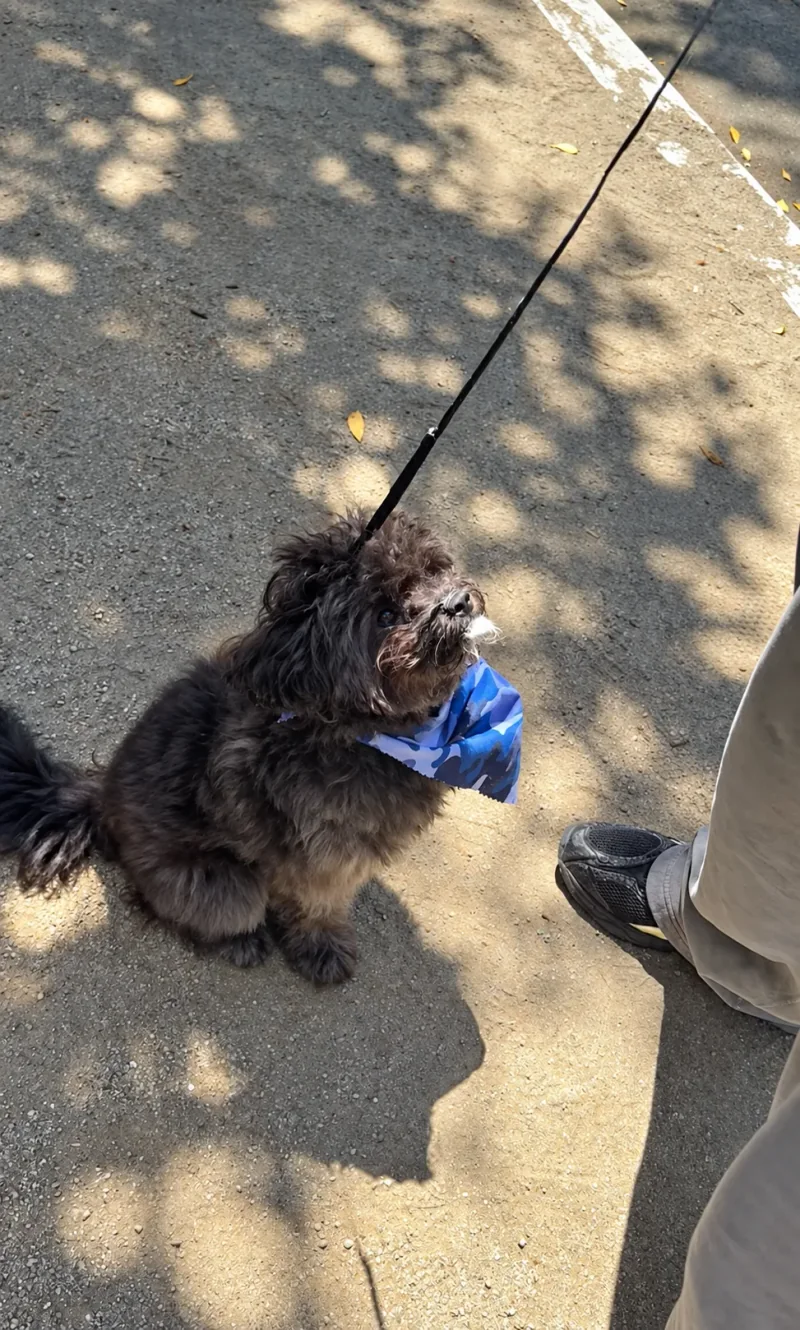 Barkley sitting outside in a blue bandana