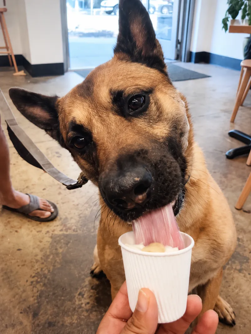 Bazooka, a tan dog with upright ears enjoying a pup cup at Camp Cove