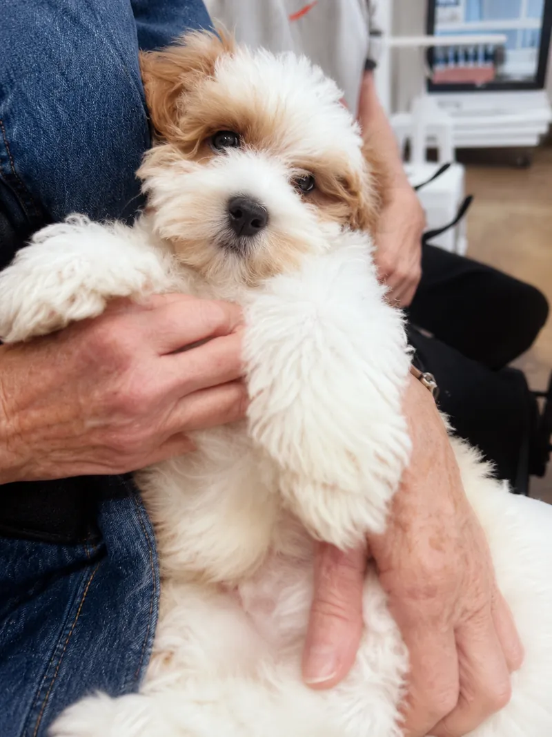 Bodhi, a cream puppy being held at Camp Cove