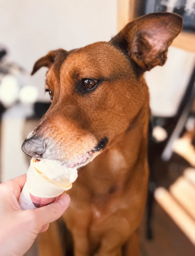 Copper, a tan dog enjoying an ice cream cone at Camp Cove