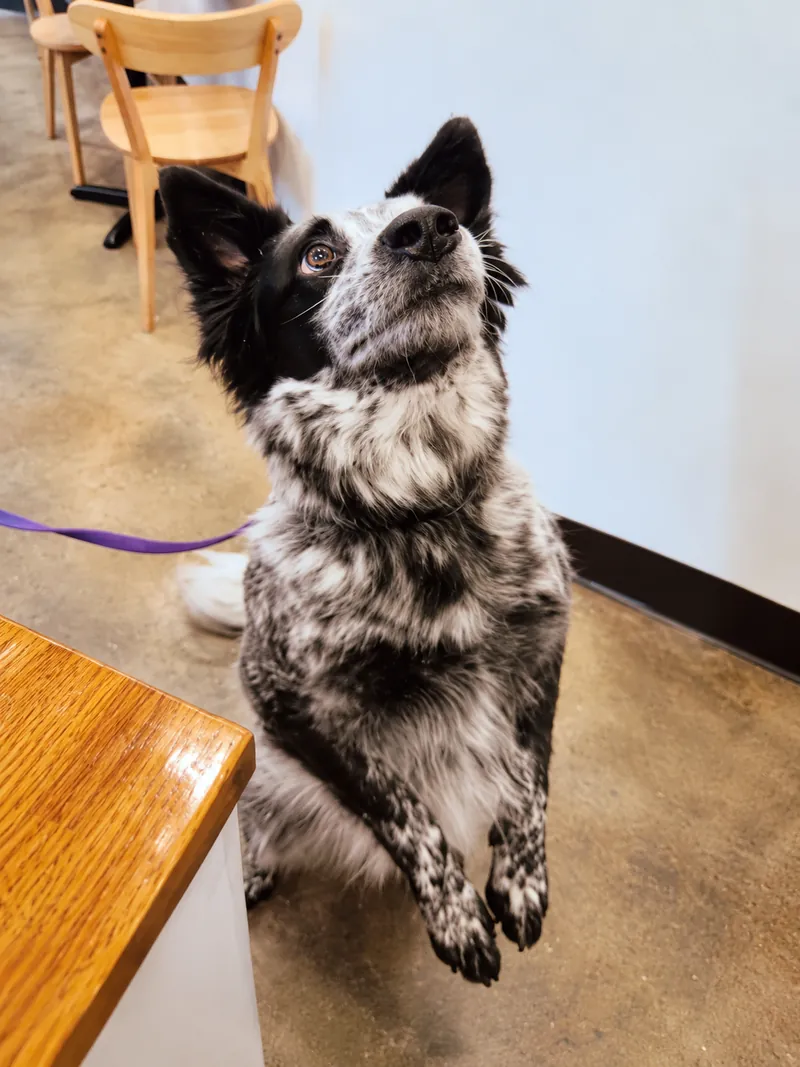 Hank, a speckled black and white dog standing on its hind legs at Camp Cove