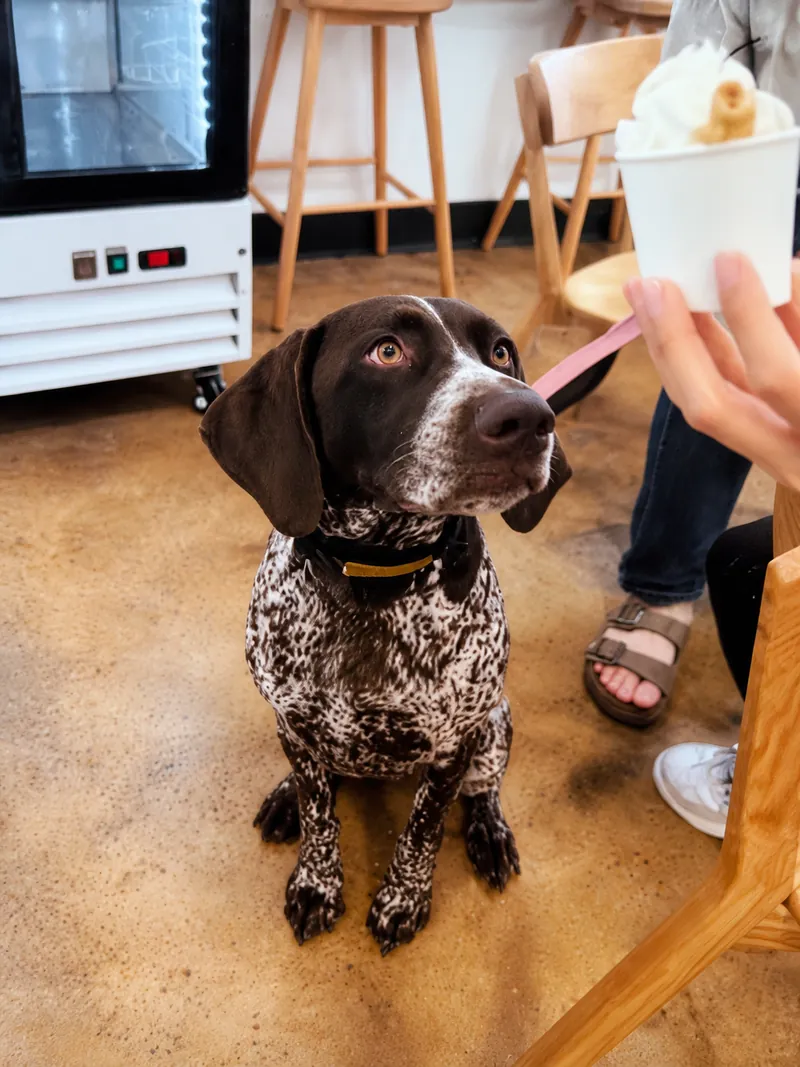 Puka, a speckled dog looking up at a pup cup at Camp Cove