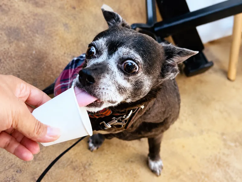 Rocket, a small older dog enjoying a pup cup at Camp Cove