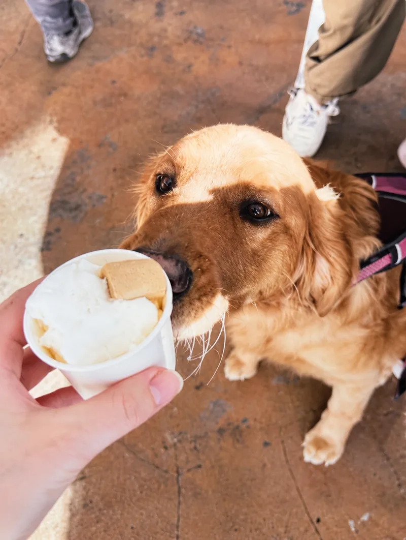 Saide, a golden dog enjoying a pup cup at Camp Cove