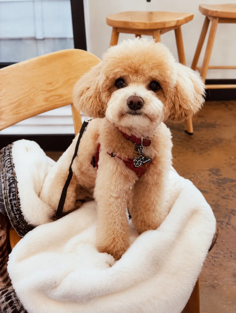 Teddy, a cream curly-haired dog sitting on a blanket at Camp Cove